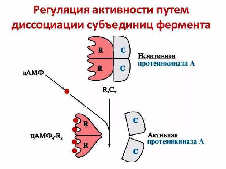 Активность ферментов регулируется. Механизмы регуляции ферментативной активности. регуляция ферментативной активности биохимия. регуляция активности ферментов схемы. белок белковое взаимодействие схема.