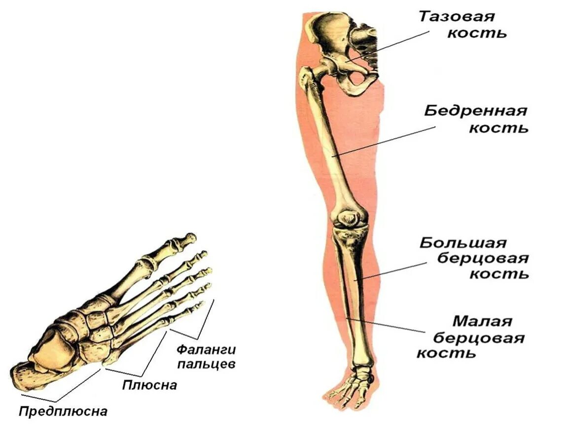 Находится берцовая кость. Кости нижних конечностей плюсна. Плюсна и предплюсна. Большая берцовая кость на ноге. Плюсна и предплюсна фото.