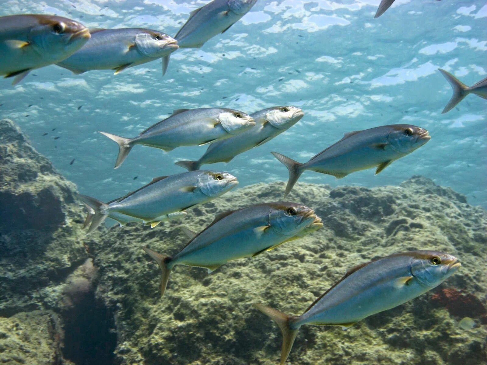 Рыбы Адриатического моря. Адриатическое море животный мир. Рыбки в Адриатическом море. Рыбы Эгейского моря.