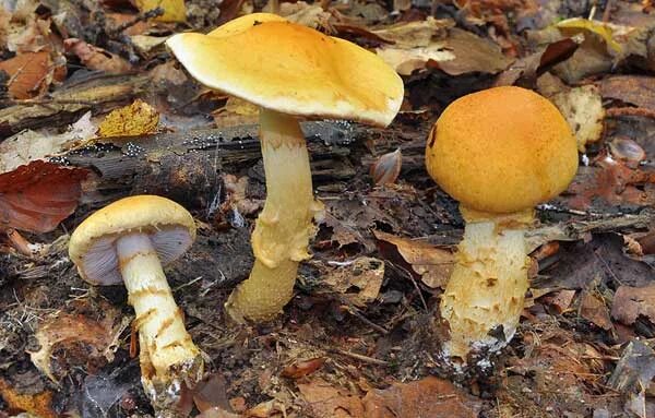 Фотокаталог грибов: Паутинник жёлтый (Phlegmacium triumphans)