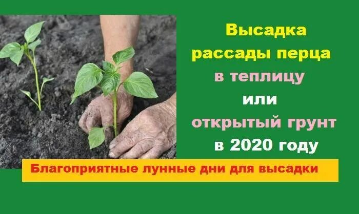 Как высаживать рассаду перца в грунт. Высадка рассады перца в открытый грунт. высадить рассаду перца в грунт. высадка рассады перца в теплицу. высадка перцев в открытый грунт в мае.