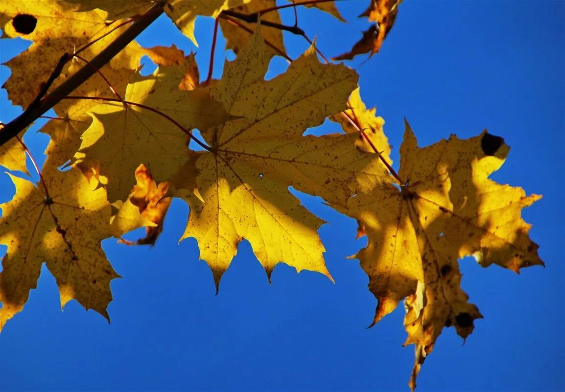 листопад. плакучая береза осенью. желтые листья. осыпается листва. листья кружатся.