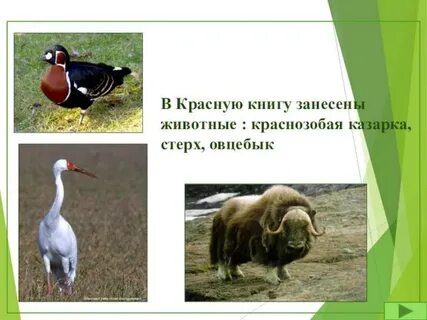 Животные красной книги тундры