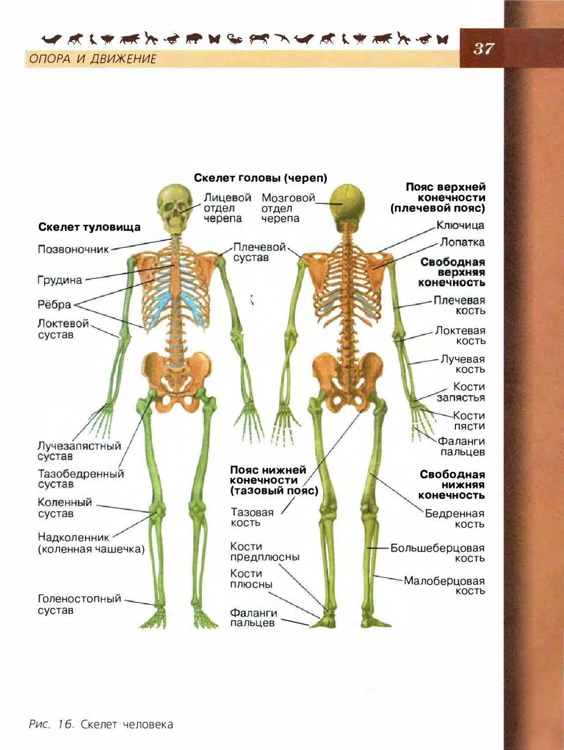 Кости скелета биология 8 класс. Биология 8 класс Пасечник скелет человека. Строение скелета 8 класс биология. Строение скелет кости человека биология 8 класс. Учебник биологии анатомия