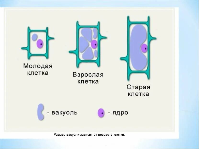 Молодая клетка старая