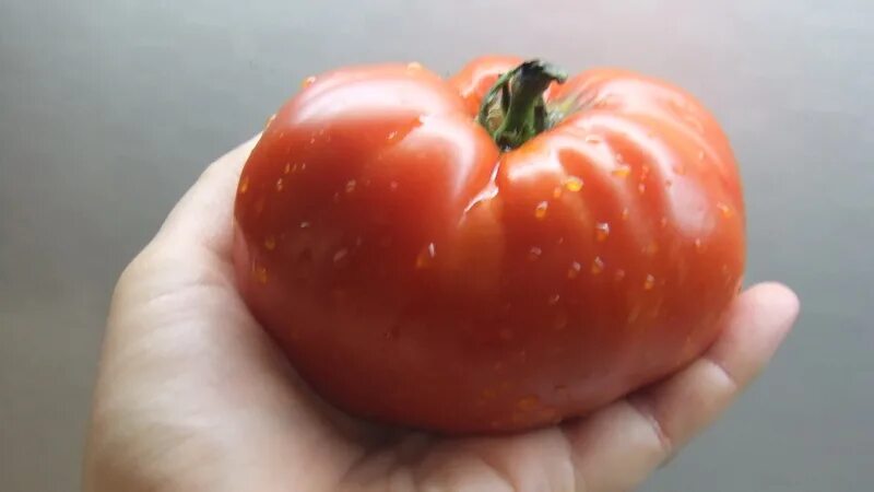 Самые крупноплодные сорта томатов