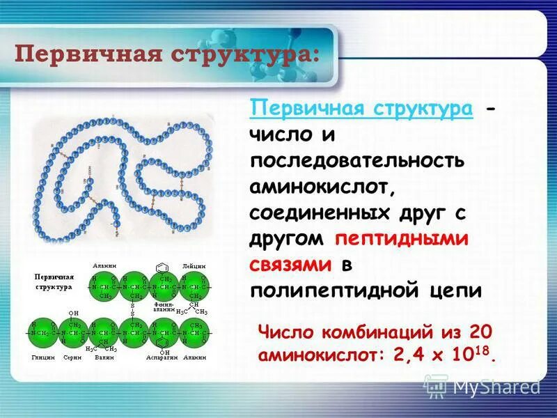 первичная структура белка представляет собой полипептидную цепь. первичная структура белка аминокислоты. в первичной структуре белка аминокислоты соединены. первичная структура белка. первичная структура аминокислот.