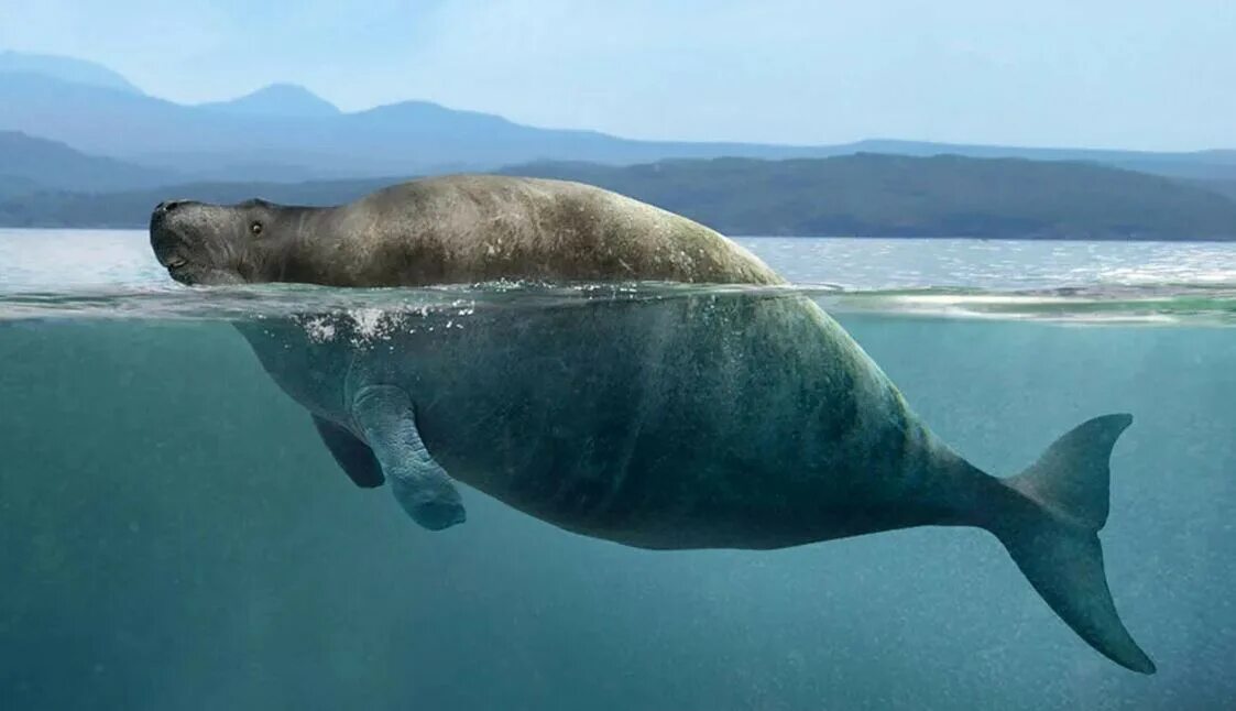 2 исчезнувших животных. Тим флэк. Исчезающие виды животных. 2 исчезнувших животных. Стеллерова корова морская корова.