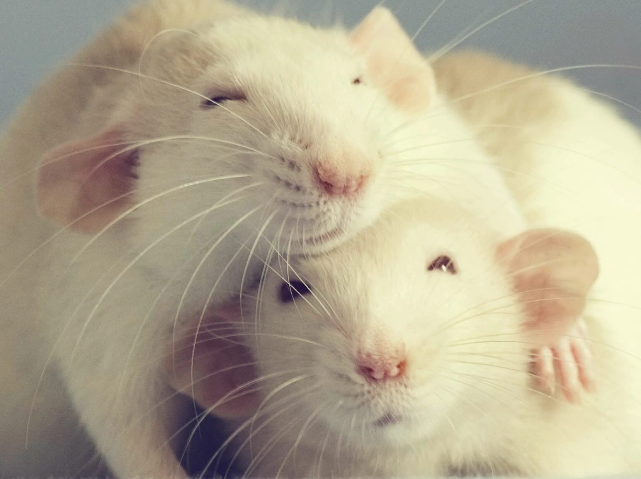 Мыши пара. Милые крыски. Крыса домашняя. Хомяки обнимаются. Милые хомячки.