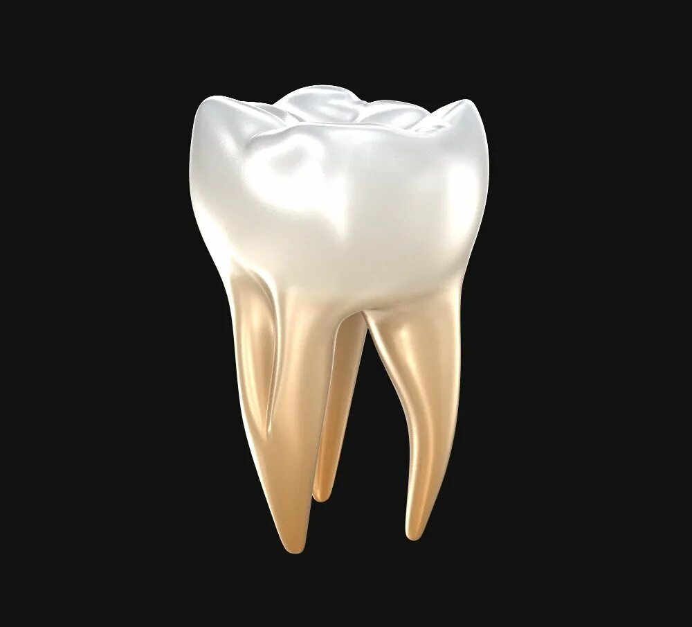 Зубы человека. Модель зуба.