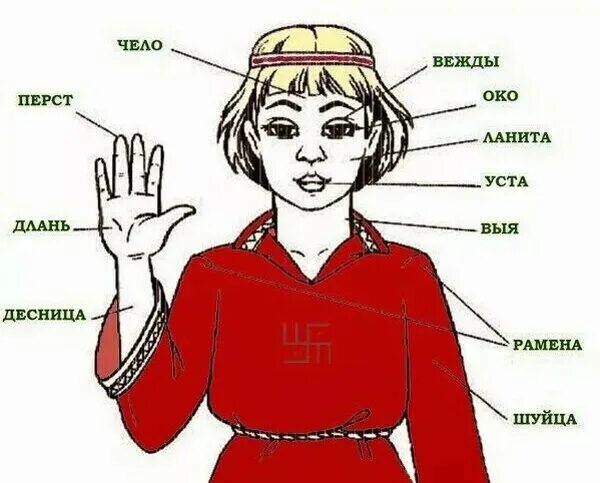 Выя значение. Архаизмы части тела человека. Что такое десница в устаревших словах. Чело это устаревшее слово. Как раньше назывались части тела.