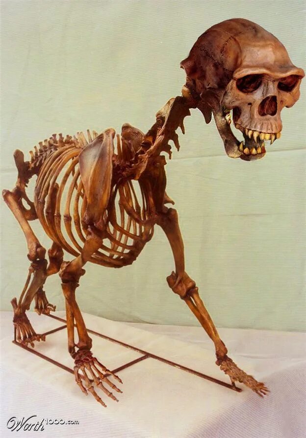 Скелет Смилодона. Смилодон кости. Саблезубый тигр Смилодон скелет.