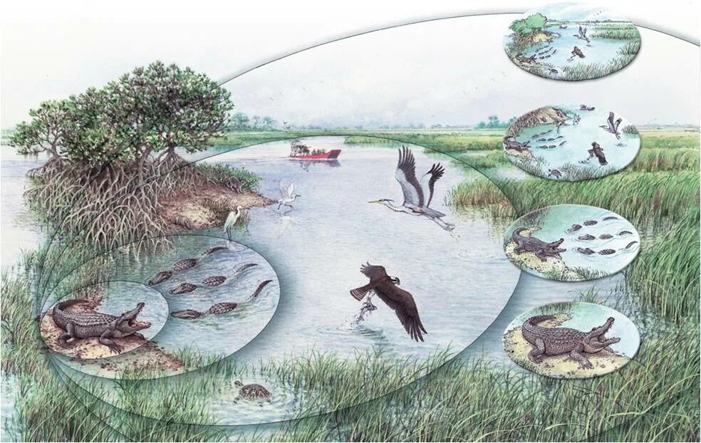 Видовое разнообразие реки. Донные биоценозы. Пресноводные экосистемы. Экосистема рисунок. Биогеоценоз водоема.