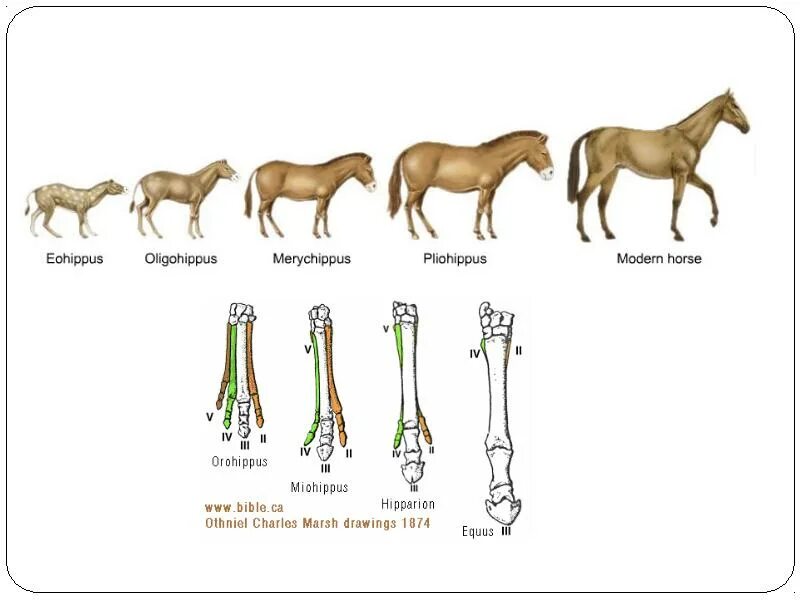 Филогенез примеры. Эволюция филогенетический ряд лошади. Филогенетический ряд передней конечности лошади. Палеонтологические доказательства эволюции лошади. Филогенетический ряд лошади Ковалевский.