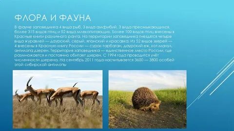 Более 100 видов
