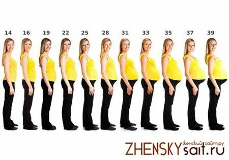 Животики беременных по месяцам. Живот беременной по месяцам. Живот беременной по не. Живот по неделям беременности. Срок беременности по животу.