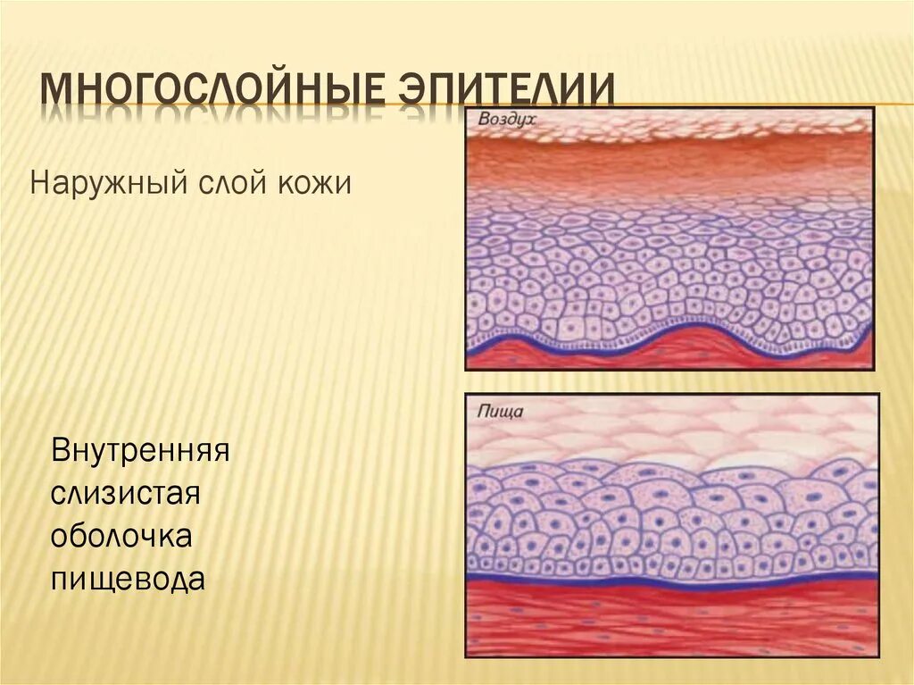 Многослойный плоский неороговевающий эпителий образует. Схема эпителий однослойный многослойный. Многослойный эпителий строение. Эпителиальная ткань строение рисунок. Однослойный, многослойный цилиндрический эпителий.