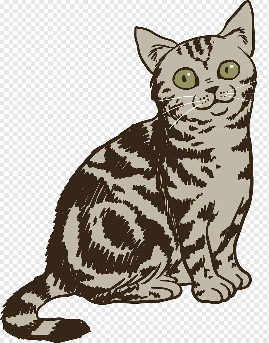 Картинка кота пнг. Картинка кота пнг