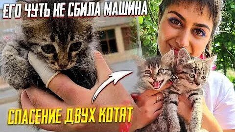 Спасение котят видео