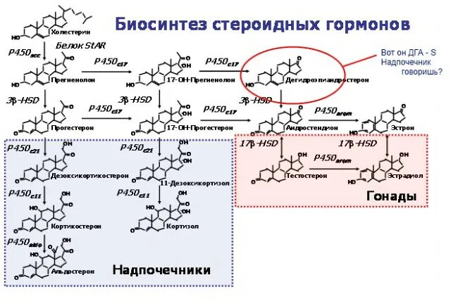 Ферменты пол. Схема синтеза стероидных гормонов. Схема синтеза стероидных гормонов биохимия. Синтез стероидных гормонов. Схема синтеза гормонов биохимия.