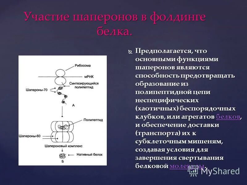 Фолдинг белка роль шаперонов. Участие шаперонов в фолдинге белков. Фолдинг белков. Роль шаперонов в фолдинге белка. Функции белков шаперонов. Пояснить главную функцию белков