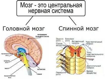 Каковы основные отделы центральной нервной системы