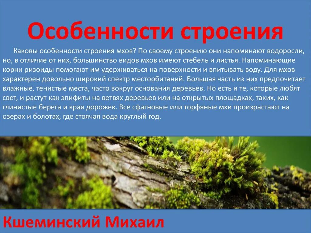 Каково значение мхов в природе 7 класс. Особенности строения мхов. Особенности строения МХ. Особенности строения моховидных. Строение и жизнедеятельность мхов.