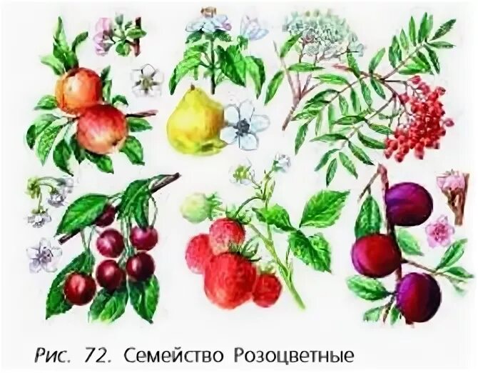 Плодовые культурные растения. Многоорешек плод розоцветные. Семейство плодовые. Культурные плодовверастения. Плодово ягодные растения семейства розоцветные.