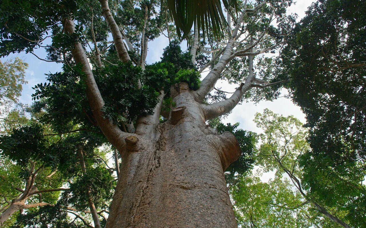 Деревья на шри ланке. Ботанический сад Перадения Шри Ланка. Коричное дерево Шри-Ланка. Королевский Ботанический сад на Шри Ланке. Атласное дерево Шри Ланка.