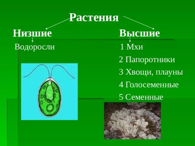 Низшие растения 4 класс. Высшие и низшие растения. Низшие растения. Низшие и высшие водоросли. Водоросли низшие или высшие растения.