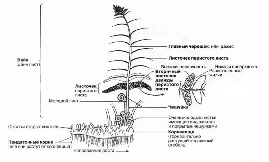 Папоротник Щитовник строение. Строение папоротника щитовника мужского схема. Папоротник Щитовник мужской строение. Папоротник Щитовник мужской внешнее строение.