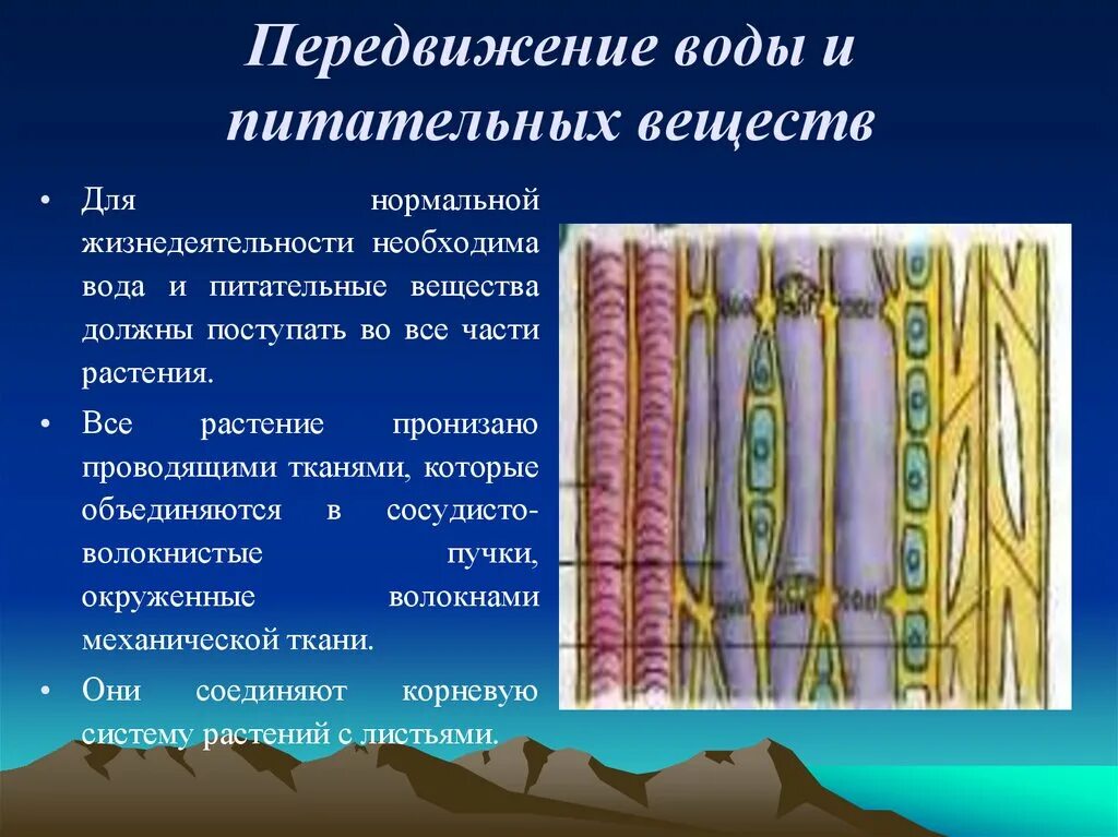 Передвижение веществ по стеблю 6 класс. Передвижение воды и питательных веществ. Передвижение воды и питательных веществ в растении. Транспорт веществ у растений. Транспорт воды и Минеральных веществ в растении.