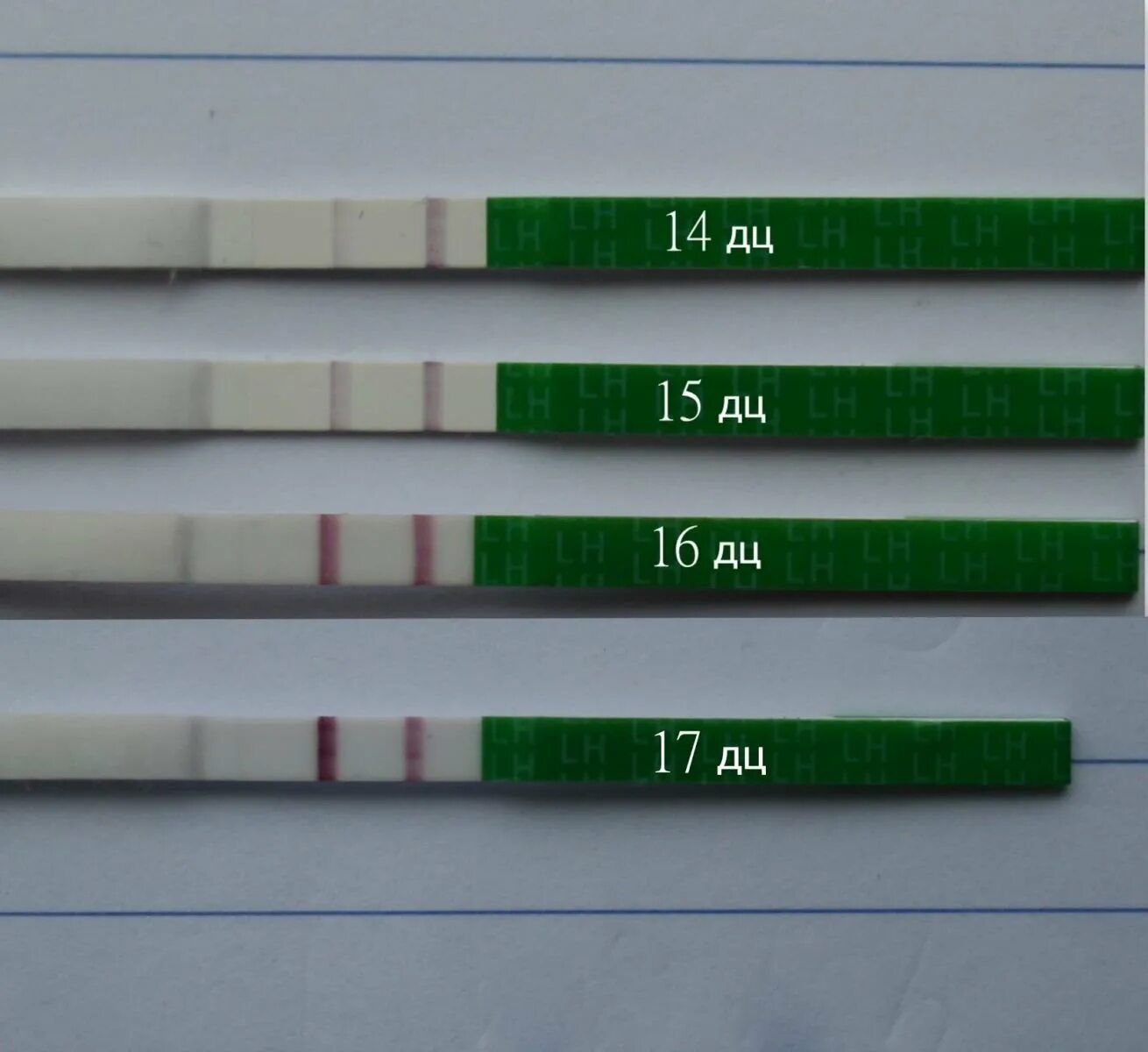 Фото теста на овуляцию положительный. Положительный эвиплан на овуляцию. Эвиплан тест на овуляцию положительный. Тест на овуляцию Evitest. Палажителный тесты на авуляци.