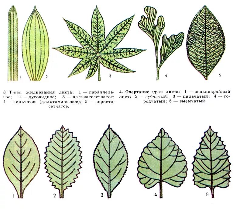 Жилкование листа манго. Широколиственный фикус. Лист люпина простой или сложный. Видоизменения листа таблица. Листья конский каша жилкование.