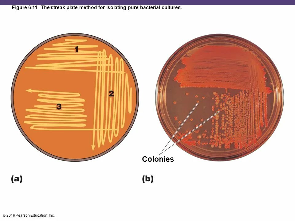 Streak meaning. Streak plate method. streak culture method. pure culture of bacteria. streak definition.