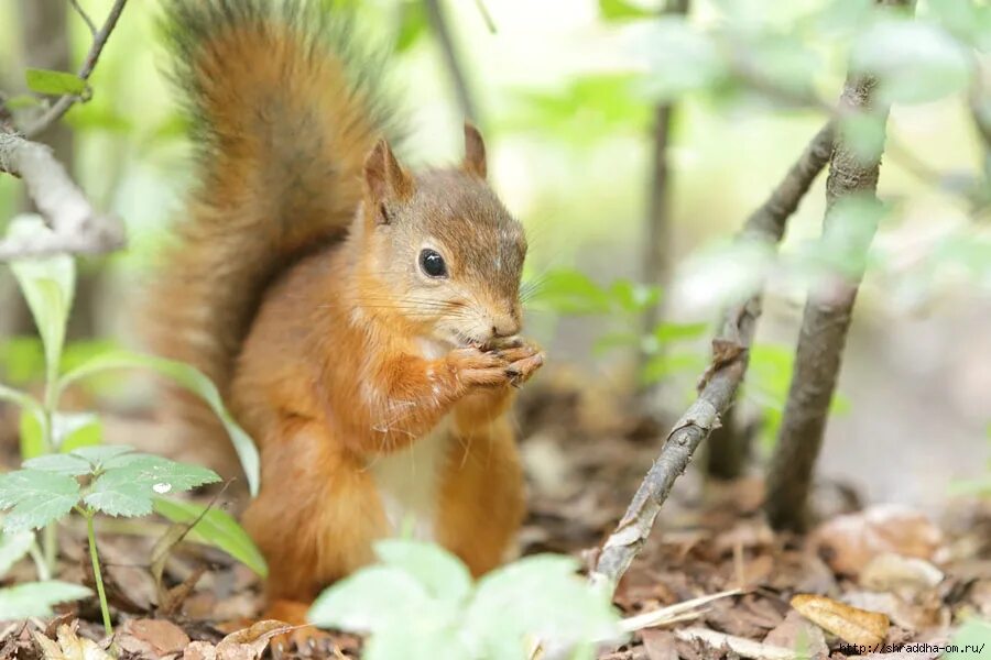 белочка режим работы