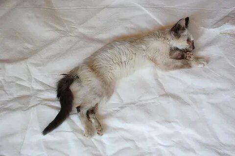 Кошка ранена