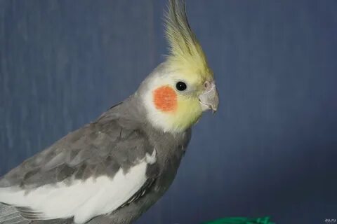 Корелла фото самки