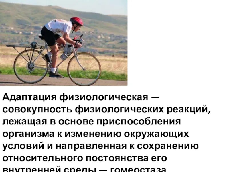 Под адаптацией понимается совокупность всех физиологических. Под адаптацией понимается совокупность всех физиологических