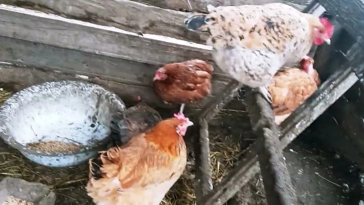 Сколько несутся куры несушки. Курей или кур. Куры перестали нестись. Chicken Life препарат для кур. Фотография зажиревшей курицы.