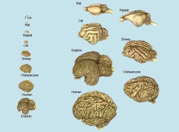 Отек мозга у собаки. Какого размера мозг у собаки. Мозг собаки и человека сравнение. Как выглядит мозг собаки.
