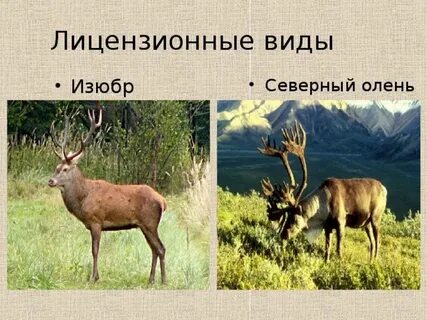 Чем отличается олень от оленя