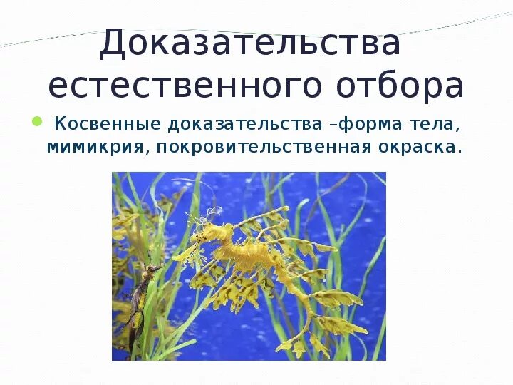 Естественный отбор направляющий фактор эволюции. Естественный отбор движущий фактор эволюции. Примеры доказательства естественного отбора. Функции естественного отбора. Доказательства естественного отбора.