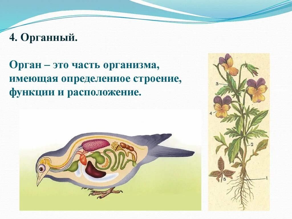 Являются важной составной частью живого организма. Органы живых организмов. Организм это в биологии. Органный уровень организации жизни.