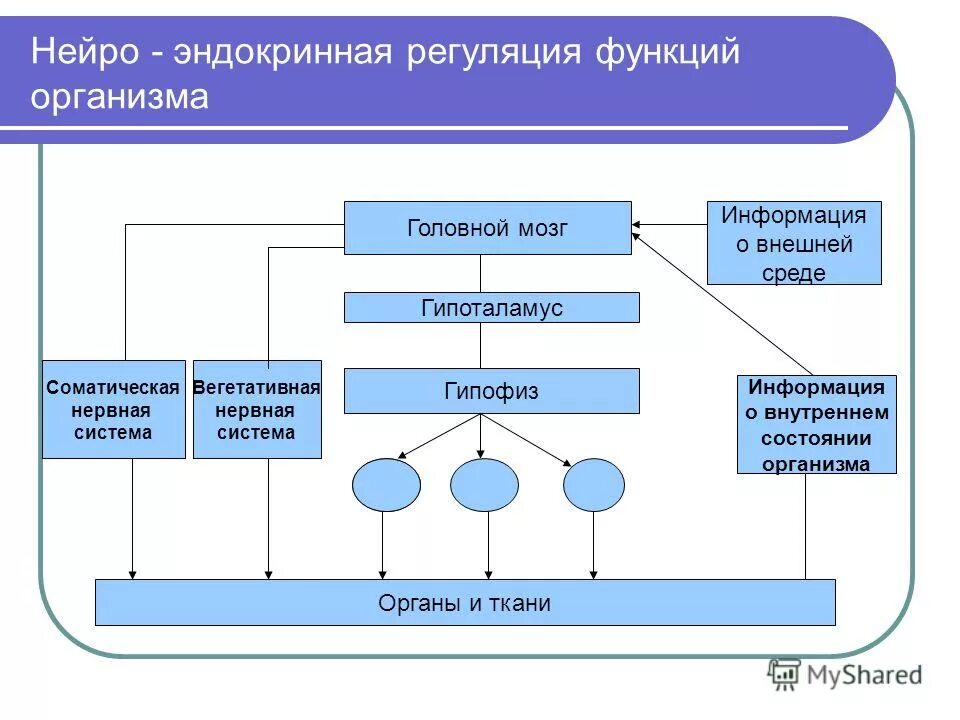 Сетевая структура организации управления. Информация модель структура функция система. Организационная структура управления человеческими ресурсами схема. Структурная система управления. Структура системы управления человеческими ресурсами.