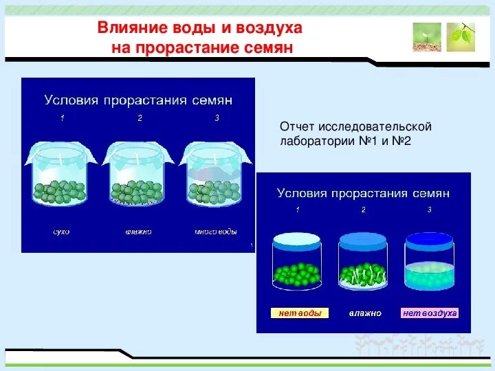 Прорастание семян 6 класс биология пасечник. Таблица условия прорастания семян биология 6. Проект по биологии 6 класс условия прорастания семян. Биология 6 класс прорастание семян условия прорастания. Таблица прорастания семян биология 6.