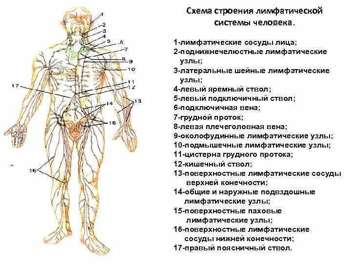 Схема движения лимфы анатомия. Схема расположения регионарных лимфоузлов. Лимфатическая система схема. Лимфатическая система человека расположение лимфоузлов. Лимфатические узлы таблица