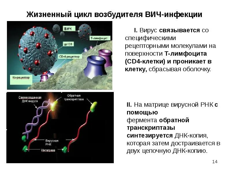 Возбудитель вич инфекции является ответ. Возбудитель вич инфекции является ответ