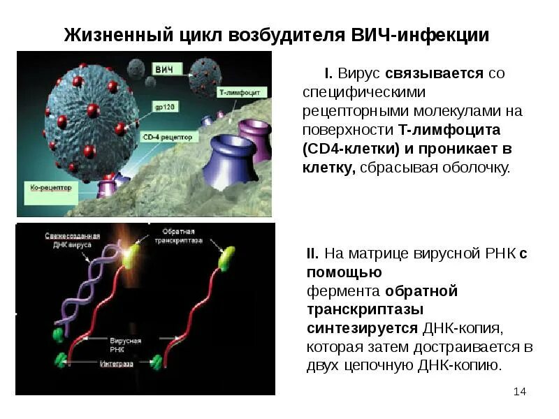 Жизненный цикл возбудителя. Жизненный цикл ВИЧ инфекции. Жизненный цикл вируса ВИЧ. Жизненный цикл вируса иммунодефицита человека. Жизненный цикл РНК вирусов.