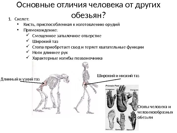 Что отличает человекообразную от человека. Сравнение скелета человека и человекообразной обезьяны. Строение скелета человекообразной обезьяны. Отличие скелета человека от скелета человекообразных обезьян. Отличия человека от человекообразных обезьян внешние строение.